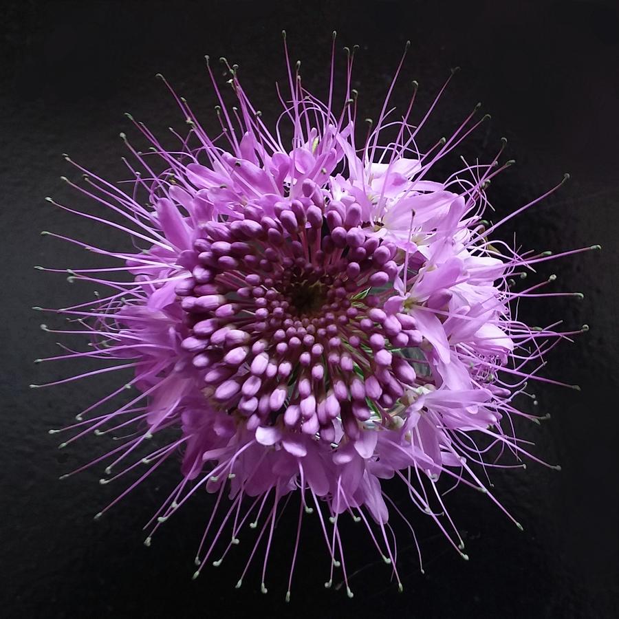 Scabiosa Photograph by Joy Garso
