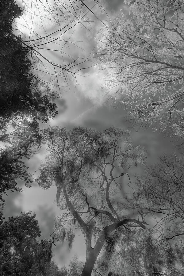 Scene-96-1-2b Photograph by Sally Fuller