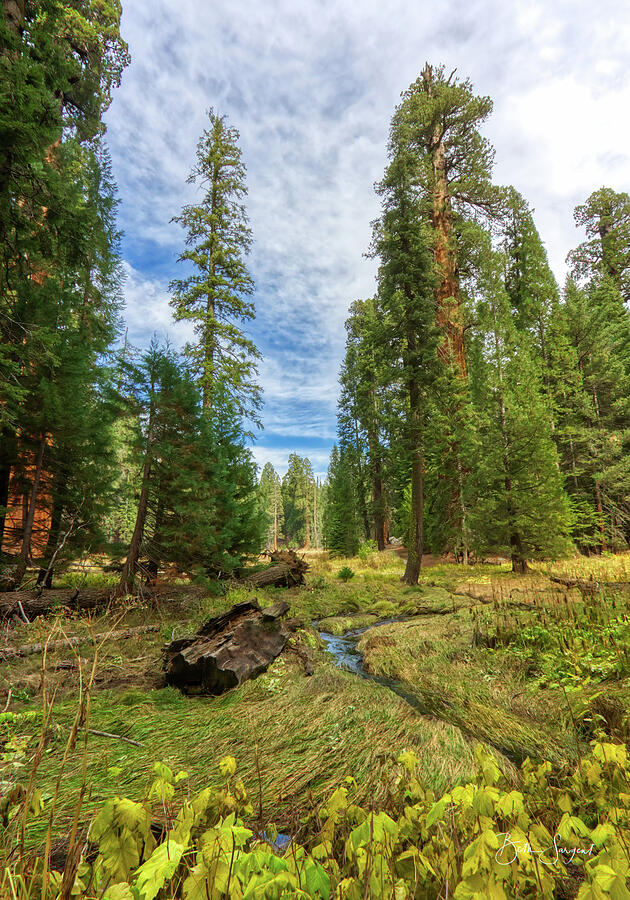 Scenic Forest with Stream Photograph - Scenic Forest Stream by Beth Sargent