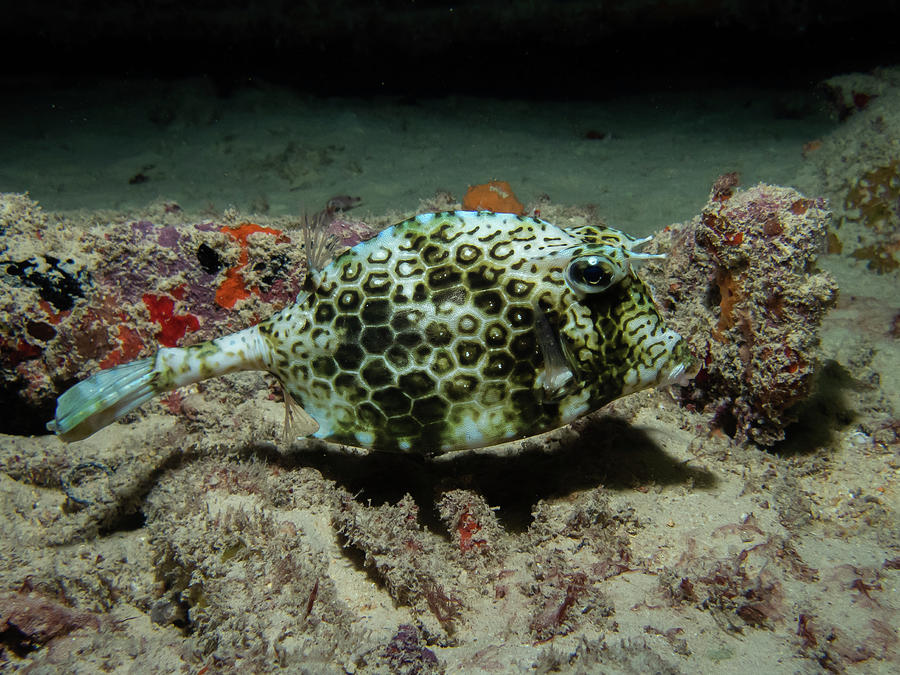 Scrawled cowfish Photograph by Brian Weber