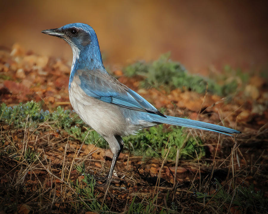 Scrub Jay Photograph by Joe Fisher