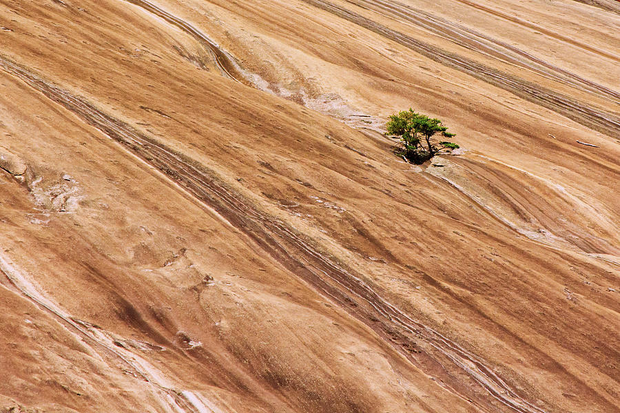 Scrub Pine on Face of Stone Mountain Photograph by Charles Floyd