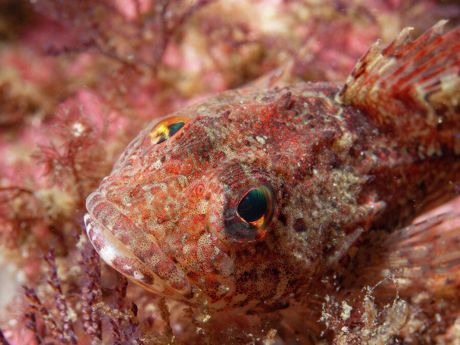 Sculpin camouflage Photograph by Brian Weber