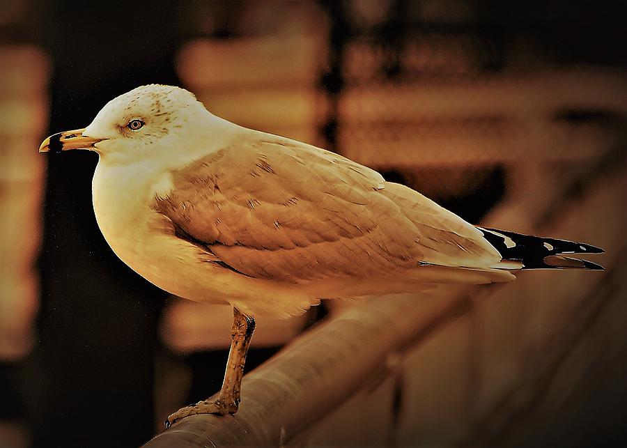 Sea Gull Photograph by John Linnemeyer