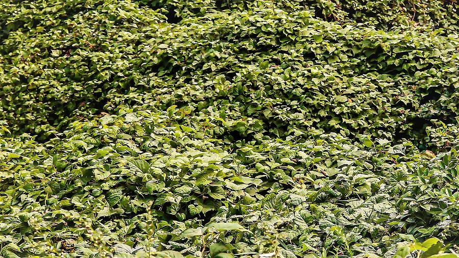 Sea Of Green Photograph by John Linnemeyer