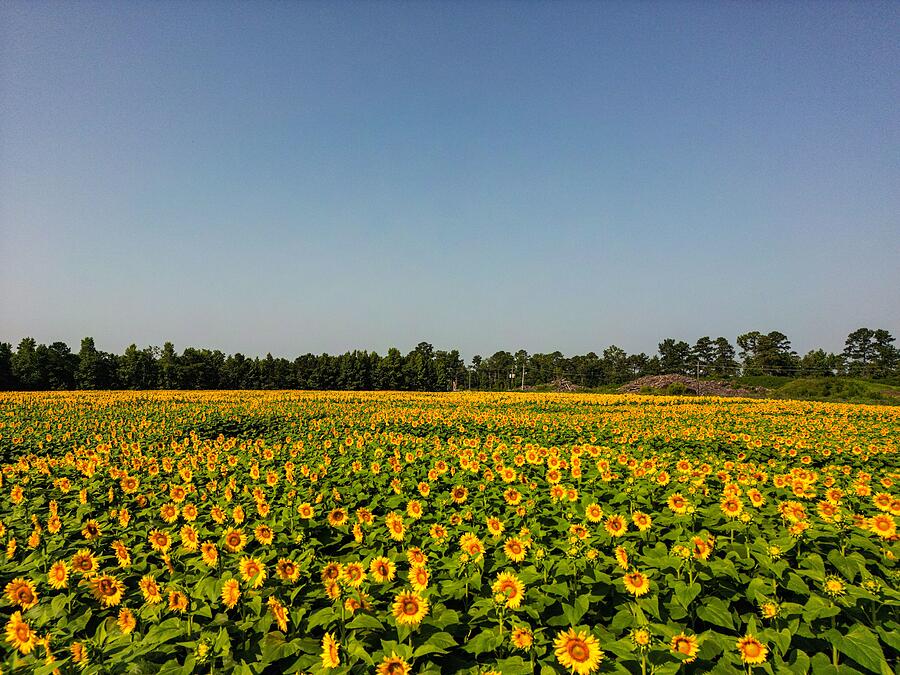 Sea of sunflowers Photograph by Oceanic SkyView