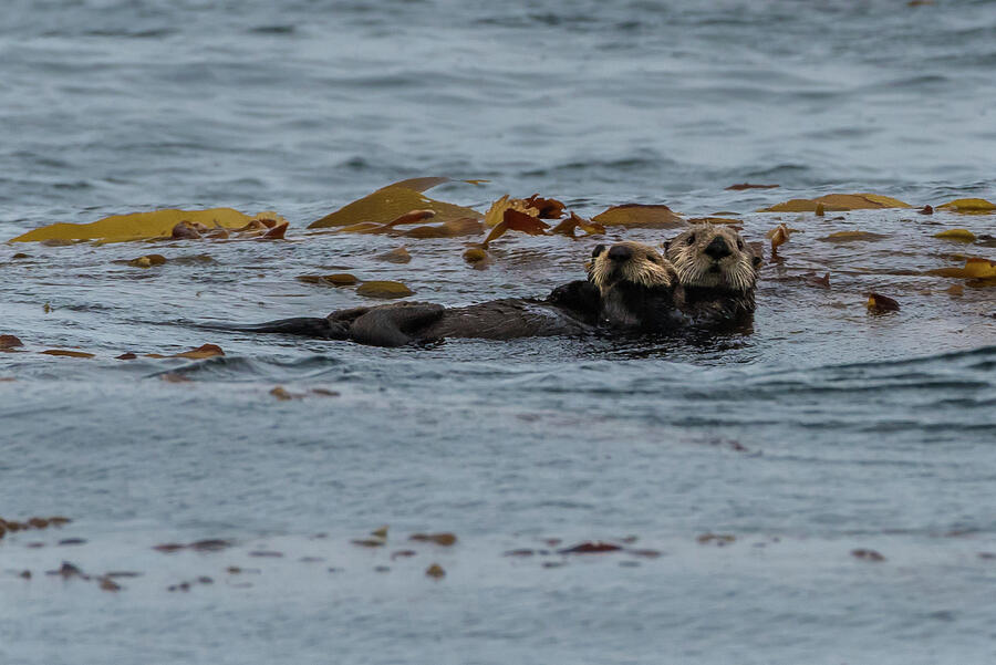 Sea Otter Mother and Pup in Kelp Photograph by Nancy Gleason