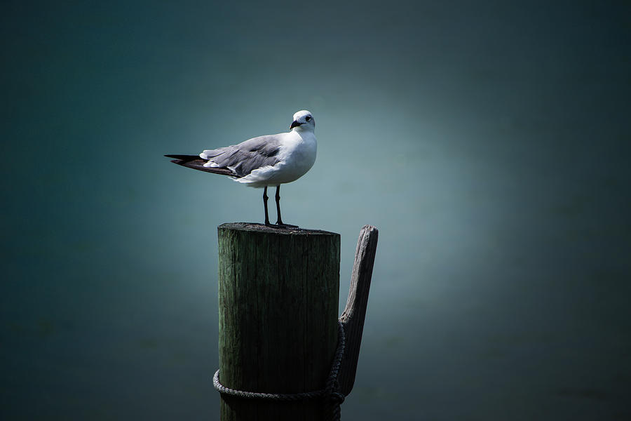 Seagull Lookout Photograph by Blair Damson