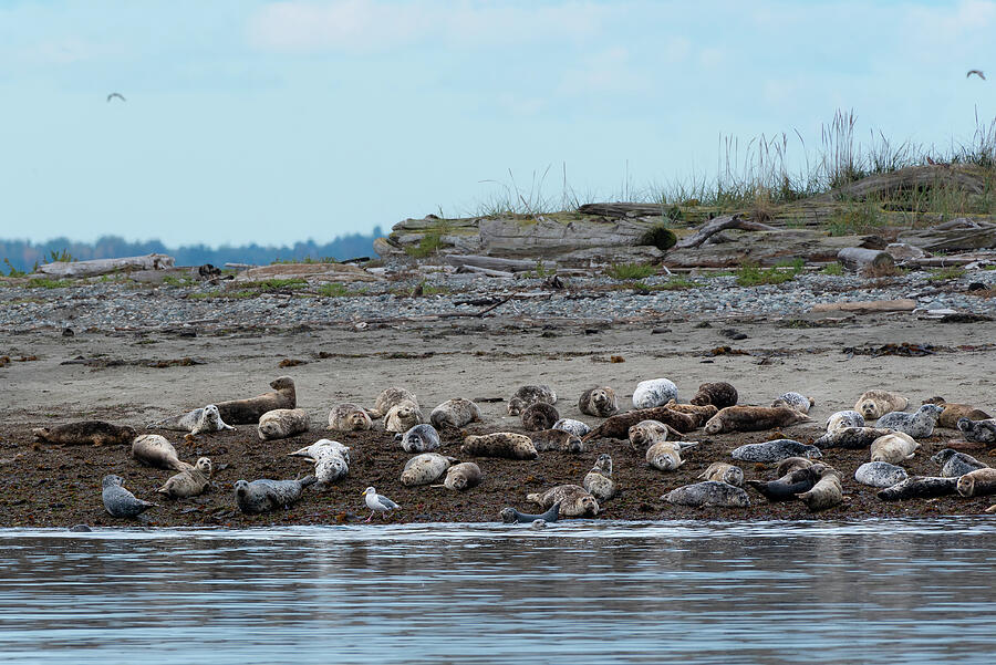 Gull Patrolling on Harbor Seal Beach Photograph by Nancy Gleason