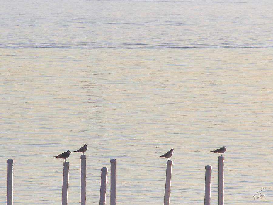 Seagull Sentry Photograph by D Lee
