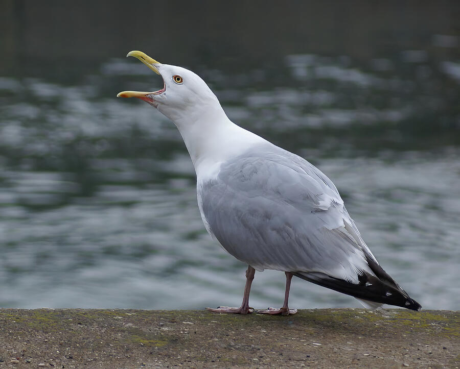 Seagull Serenade Photograph by Deb Beausoleil