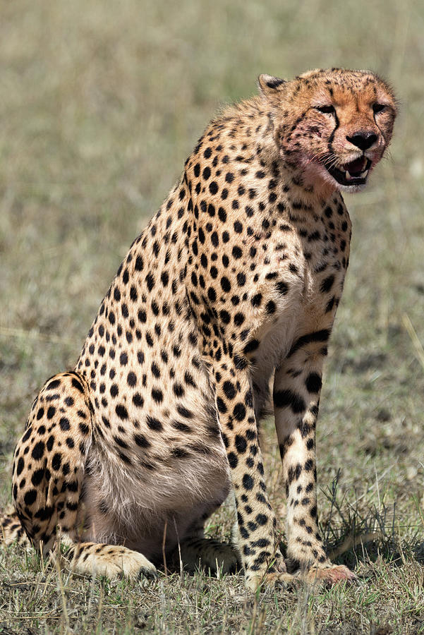 Searching Photograph by Jon Snyder