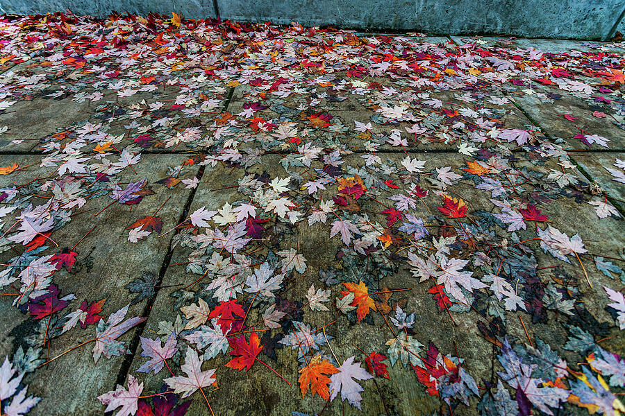 Seattle Autumn Leaves Photograph by Tommy Farnsworth