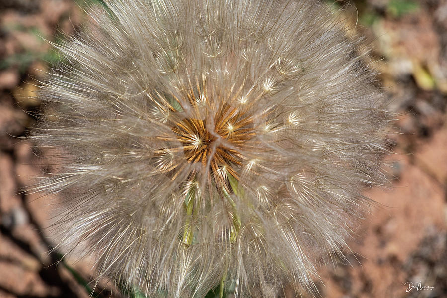 Seed Pod Reflections Photograph by Dan Norris