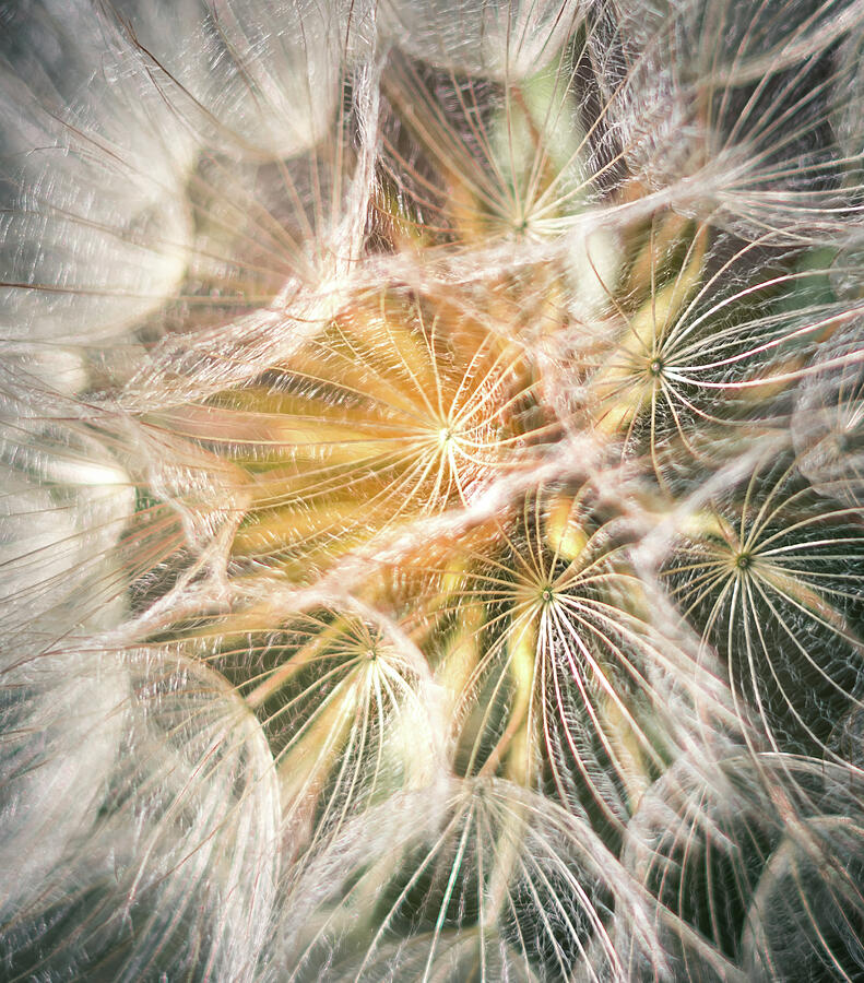 Intricate Dandelion Seed Heads Photograph - Seeds of Light by Kevin Schwalbe