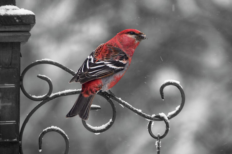 Selective Red Finch Photograph by Vi Ray