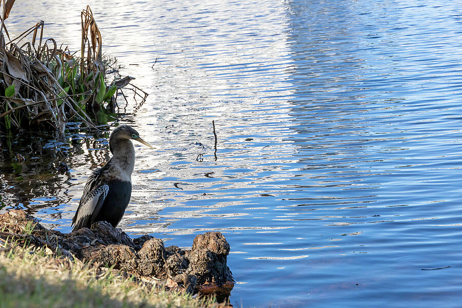 Serene Moment at Lake Rianhard by John Twynam