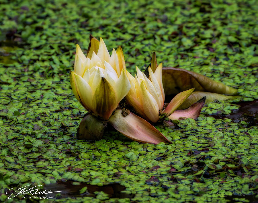 Serene Water Lilies in Bloom Photograph - Serene Water Lilies in Bloom by Joe Fisher