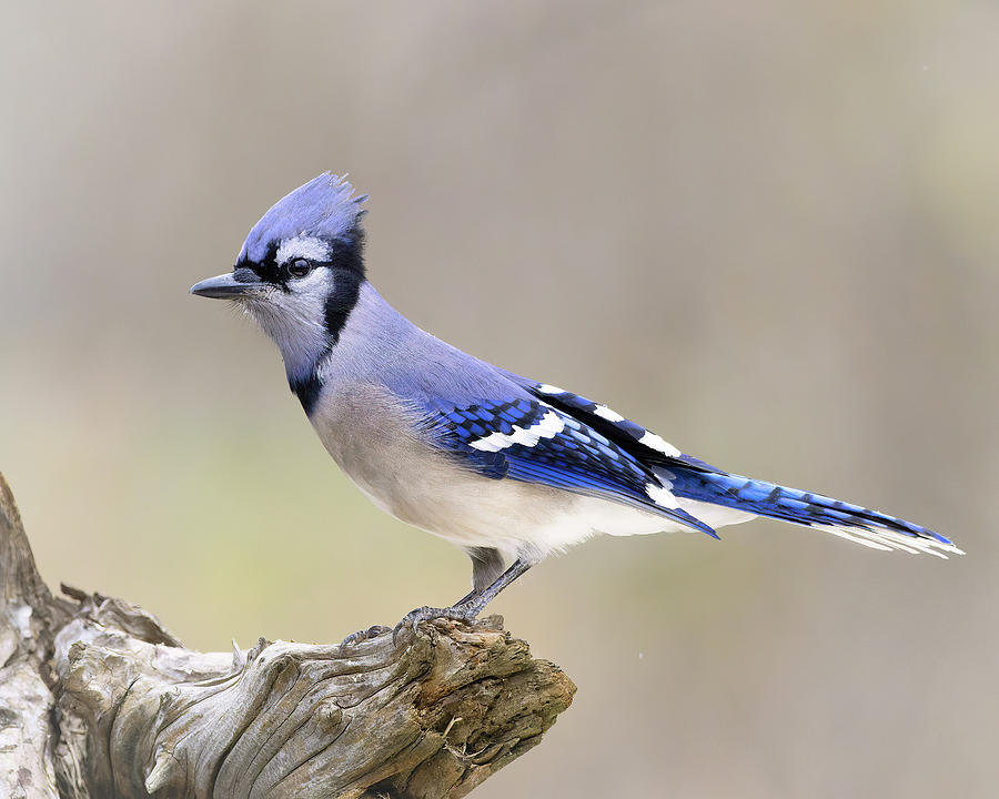 Shades of Blue Photograph by Jim E Johnson