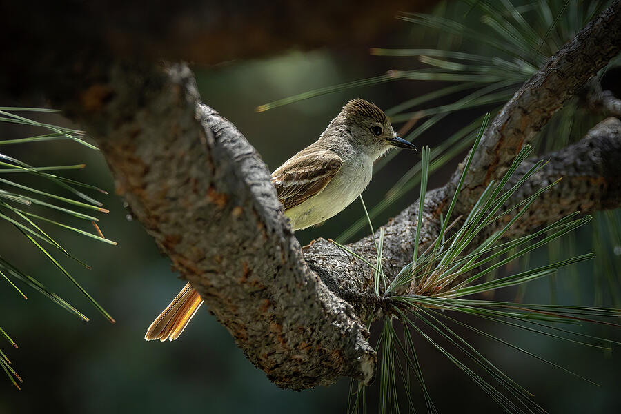Shady Solace Photograph by Tim Lyden