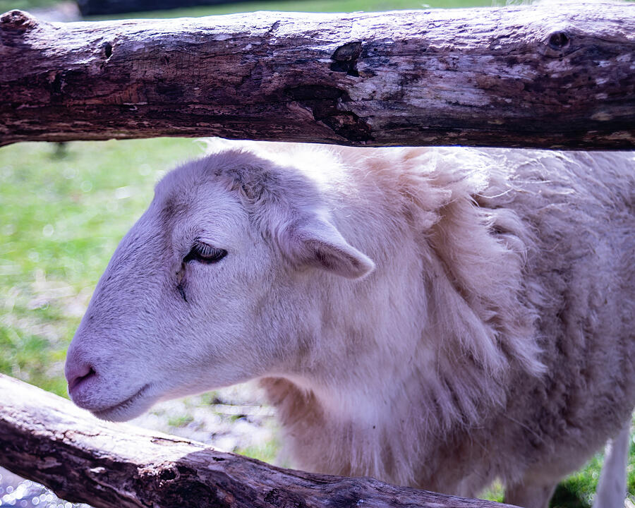 Sheep At A Farm Fence Photograph by Flees Photos