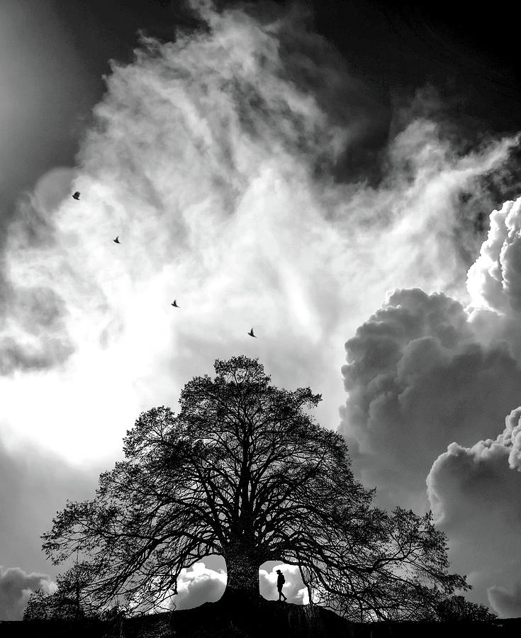 Silhouette Under Stormy Sky Photograph - Sheltering Sky by Sofie Conte