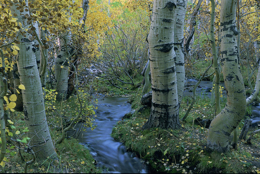 Sherwin Creek Twilight, Mammoth Lakes, California Photograph by Bonnie Colgan