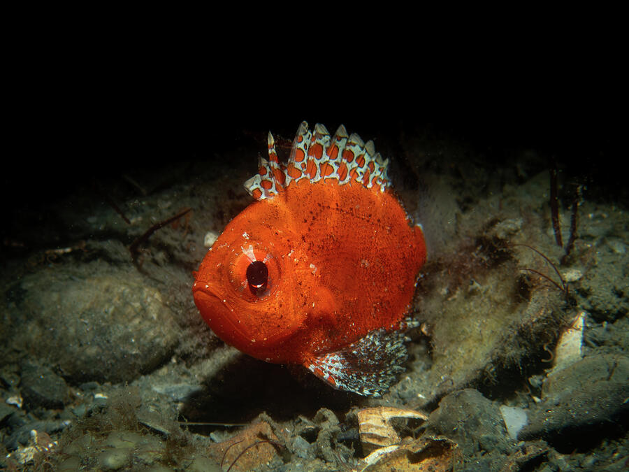 Short Bigeye Photograph by Brian Weber