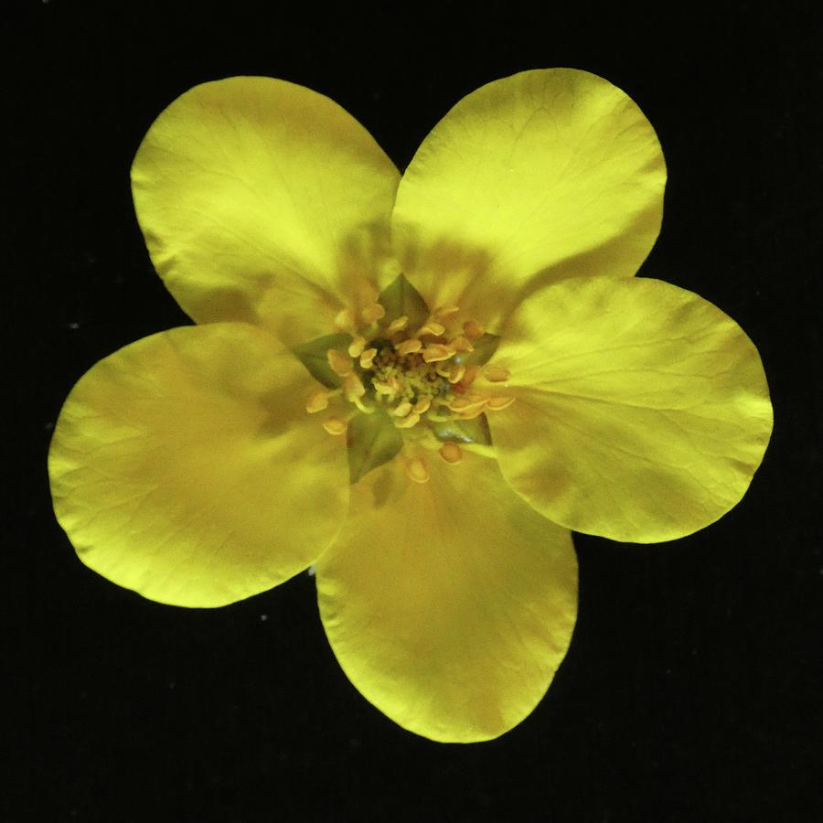 Shrubby Cinquefoil Photograph by Joy Garso