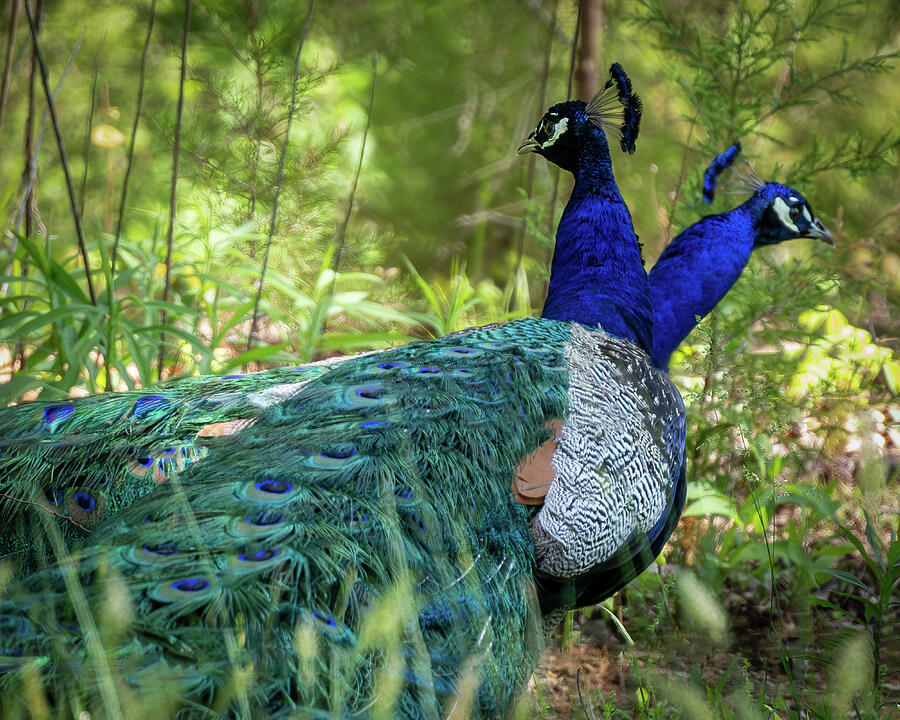 Siamese Peacocks Photograph by Marshall Hurley