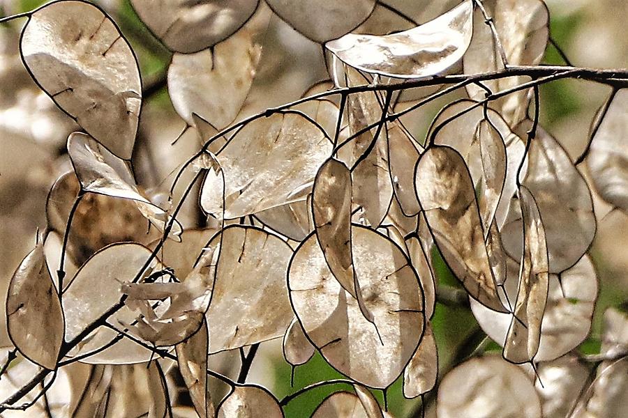 Silver Leaf Photograph by John Linnemeyer