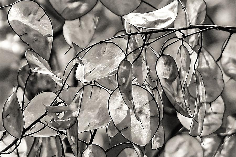 Silver Leaf2 Photograph by John Linnemeyer