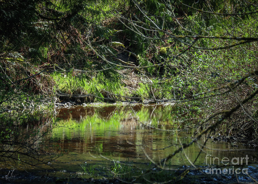 Simple Reflections Photograph by D Lee