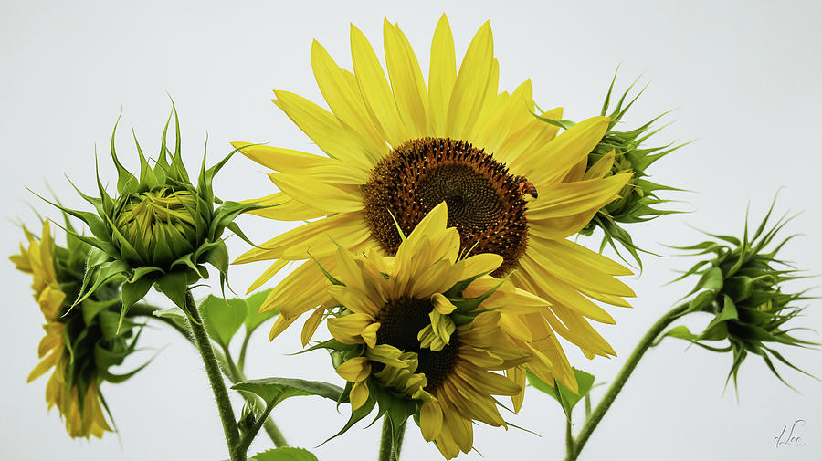 Simply, A Bee Dancing with Sunflowers Photograph by D Lee