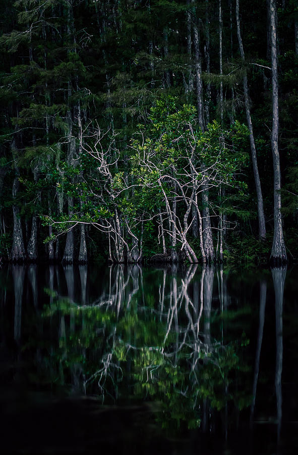 Sinew in Darkness Photograph by Shannon Williams