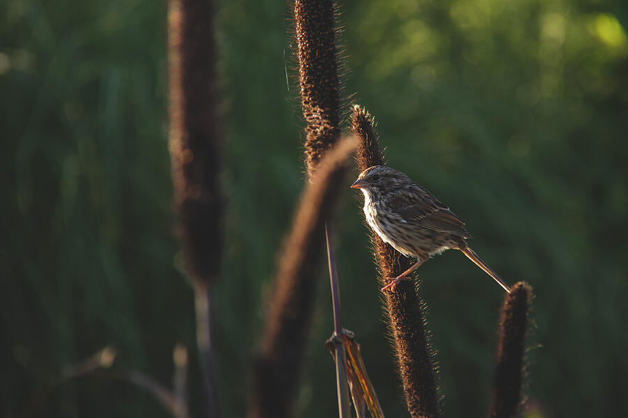 Sing Me A Song Little Sparrow Photograph by Dodie Ross