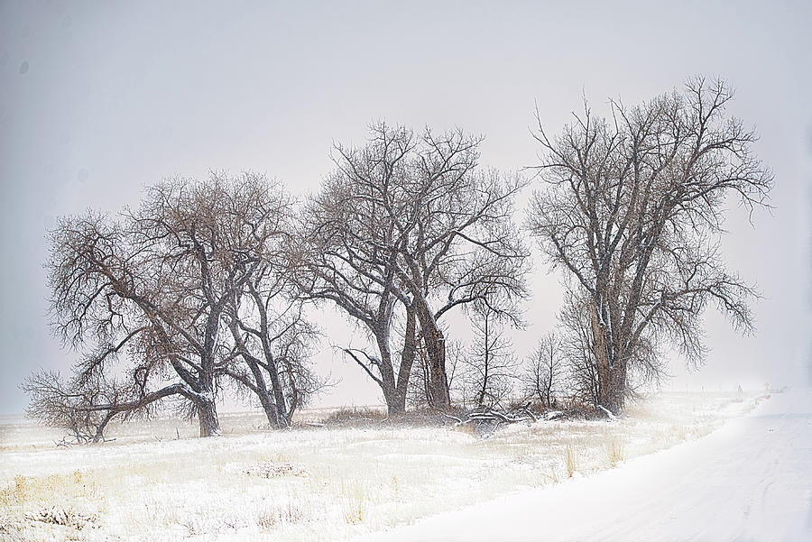 Skeletons Photograph by Jon Snyder