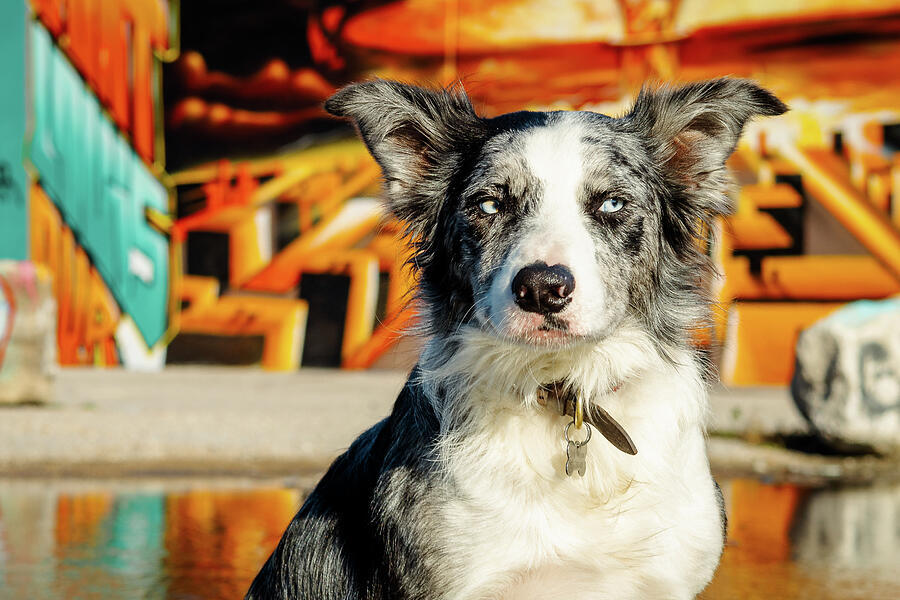 Skylar Border Collie, Urban Animal Photograph by Robert Niemeier