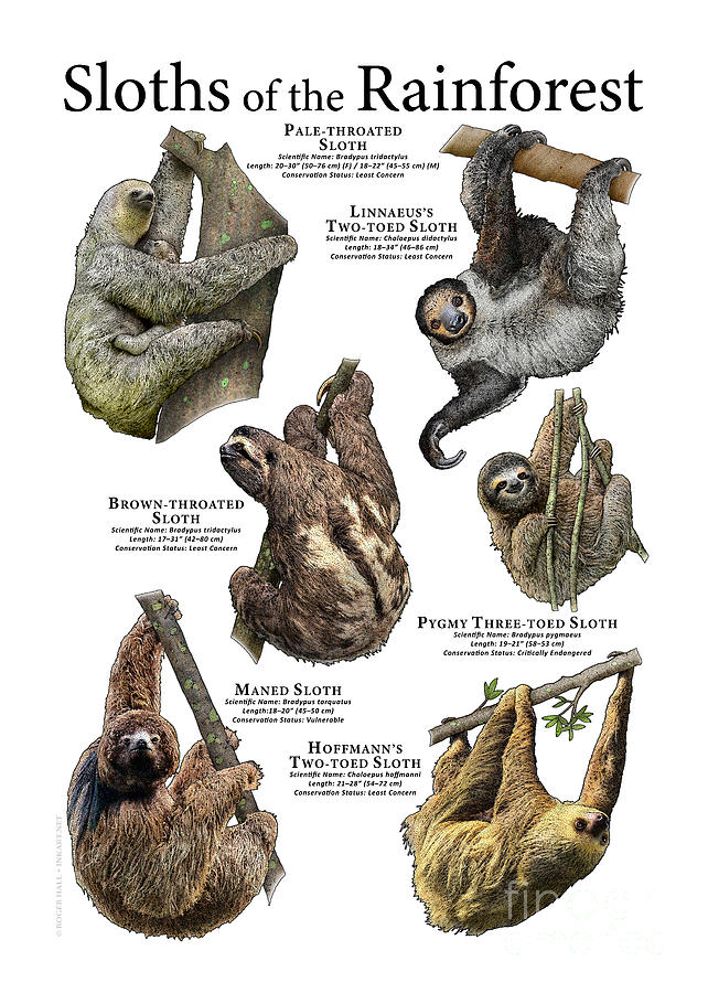 Sloths of the Rainforest by Roger Hall