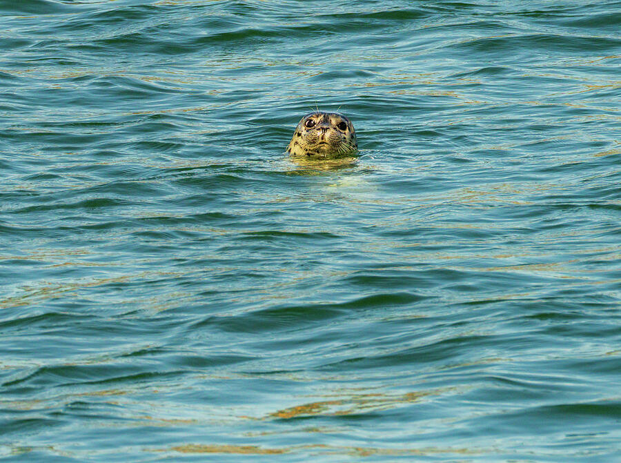 Curious Seal in the Ocean Photograph - Small harbor seal in waters off Anacortes looking plaintively at by Steven Heap