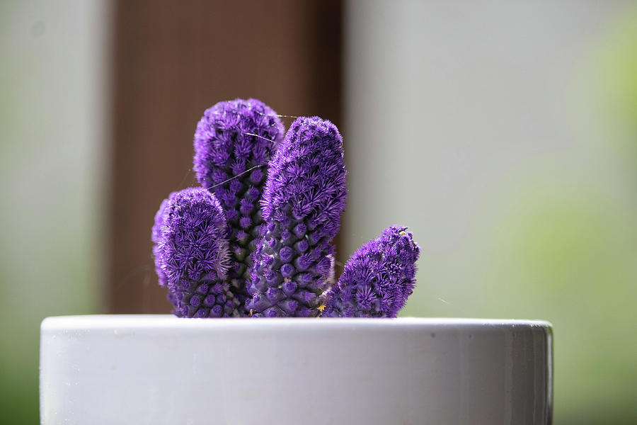 Small Purple Cactus by Tony Lopez - Royalty Free and Rights Managed Licenses