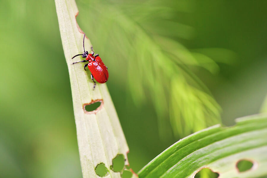 Red Beetle on Leaf Photograph - Small Red Lily Beetle Feeding on Leaf by Tatiana Travelways
