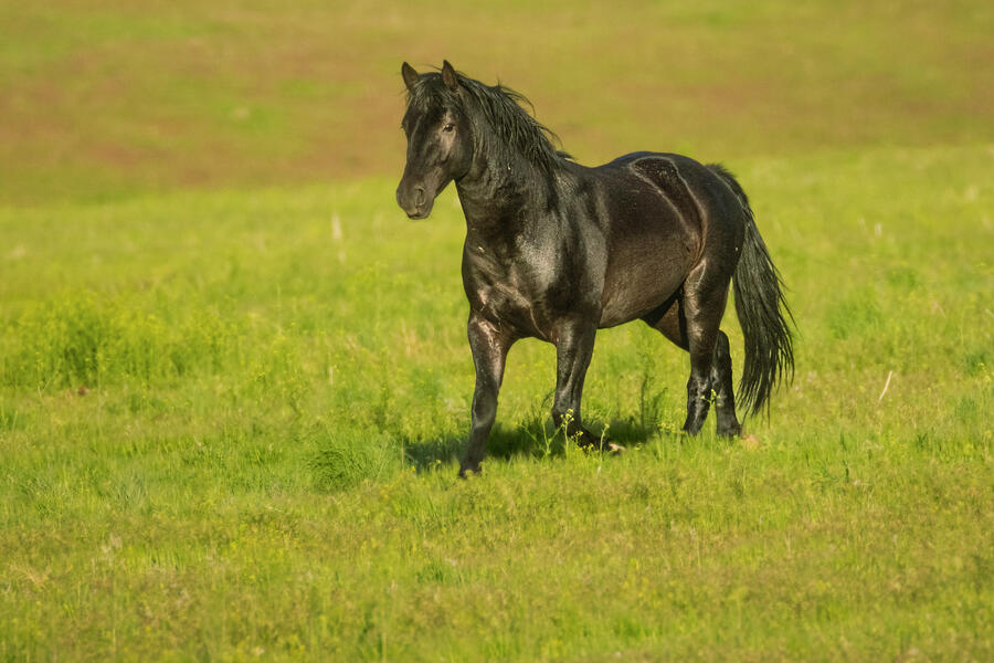 Smoke Creek Stallion Photograph by Mike Lee
