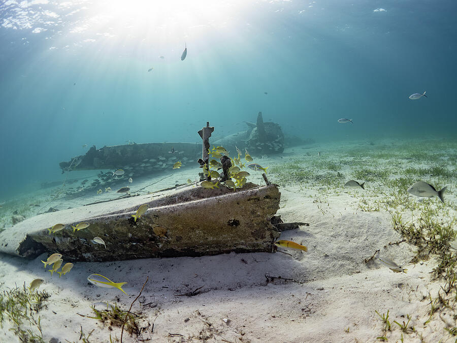 Underwater Wreckage with Fish Photograph - Smugglers Plane Wreck by Brian Weber
