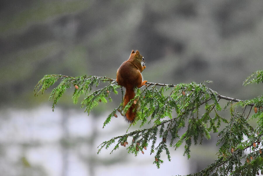 Snacking Squirrel Photograph by Vi Ray