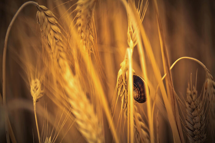 Snail Amongst Golden Wheat Photograph - Snail in the wheat field by Tatiana Travelways
