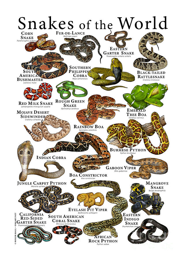 Snakes of the World by Roger Hall