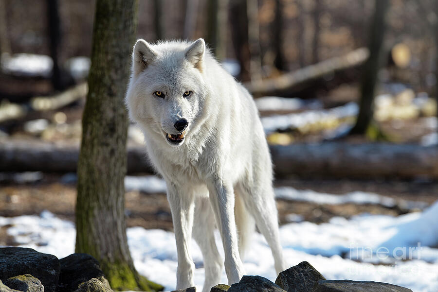 Snarling White Wolf Photograph by Rehna George