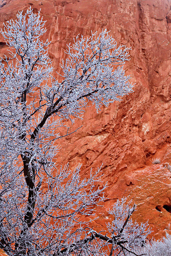 Snow and Red Rocks Photograph by Bob Falcone