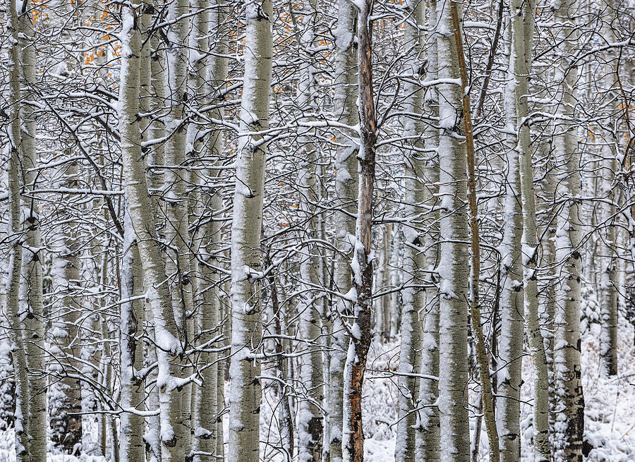 Snow Dusted Aspens 1, Utah Photograph by Abbie Warnock